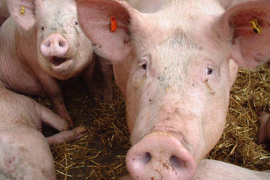 Argentina: Group housing, electronic feeding stations for sows