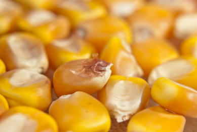 Reducing costs with smaller corn particle size