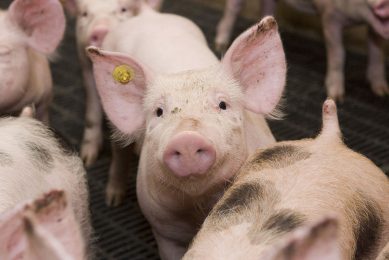 A pig with virtually untouched ears. This animal was not part of the research described in this article. Photo: Jan Sibon