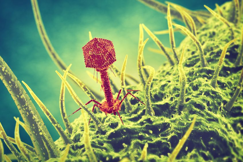 Bacteriophages could be alternative for antibiotics in pigs. Photo: Shutterstock