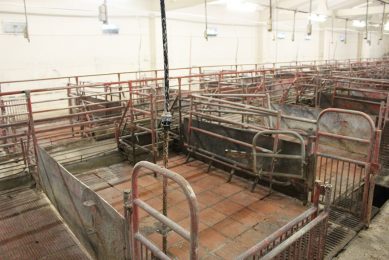Depopulation can happen for many reasons   African Swine Fever for instance, like on this farm in Lithuania. -Photo: Vincent ter Beek