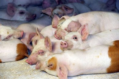 Piglets in a creep area on a farm in Denmark. Photo: Henk Riswick