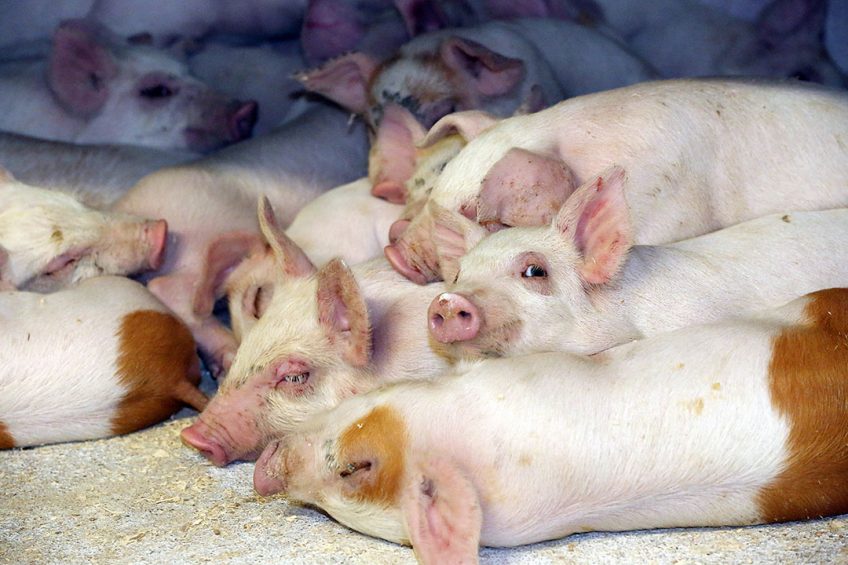 Piglets in a creep area on a farm in Denmark. Photo: Henk Riswick