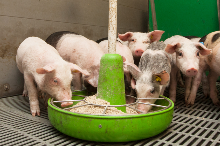 Study: Pigs can regulate sulfur retention with DDGS in diet