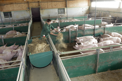 Germany's pig industry: Stable on a high level. Photo: Henk Riswick