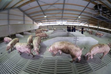 A group of sows entering a new group housing barn for the first time.