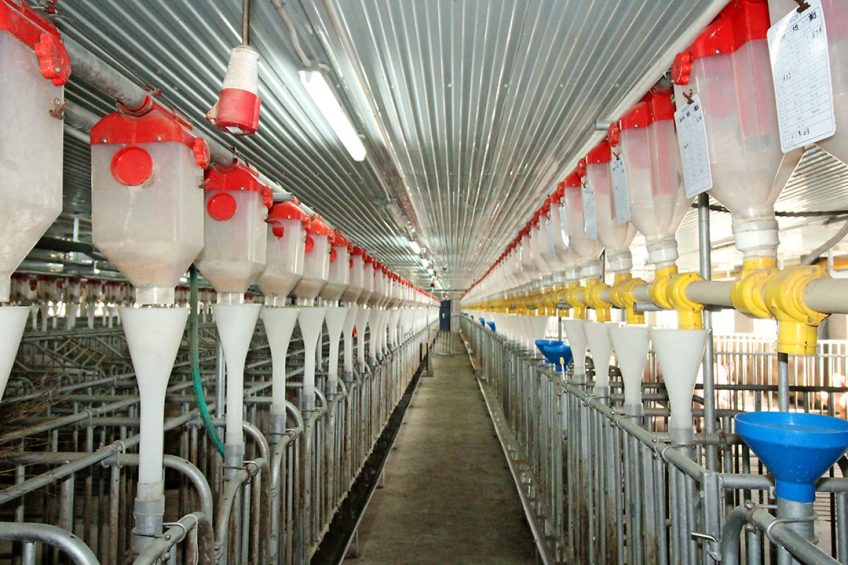 Snapshot from a modern breeding farm near Beijing. Photo: Vincent ter Beek