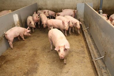 Pigs can often make up for much of the post-weaning check. - Photo: Henk Riswick