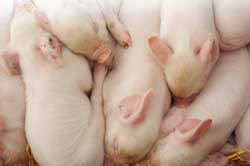 Rearing piglets requires high feed mix quality
