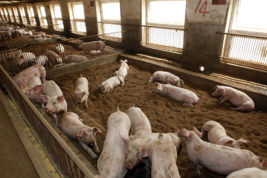 A pig farm in China. The country had a dazzling 470 million pigs in 2012.