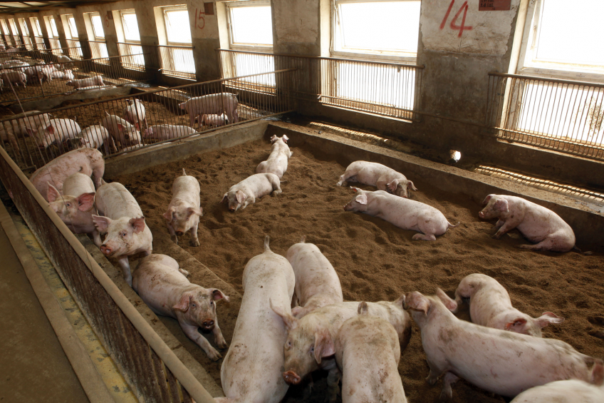 A pig farm in China. The country had a dazzling 470 million pigs in 2012.