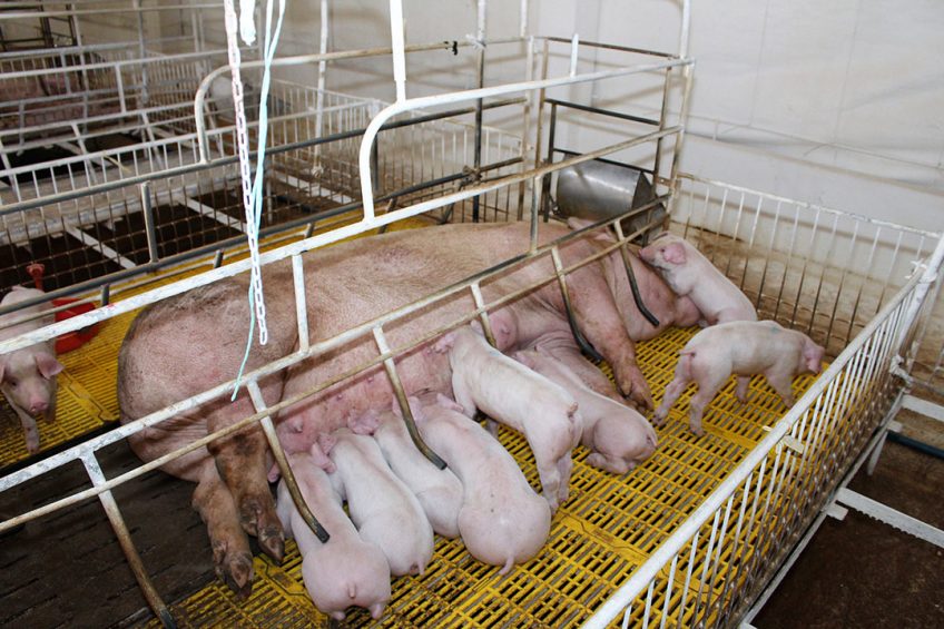 A sow nursing her piglets in southern Vietnam, where daily temperatures can easily be 35ÚC. - Photo: Vincent ter Beek