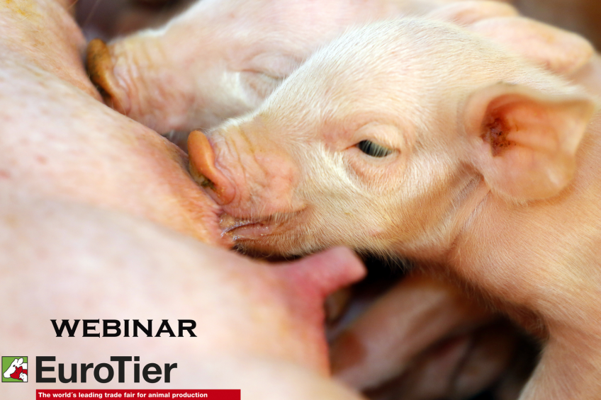Webinar: 'Intestinal problems for piglets'. Photo: Henk Riswick