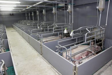 Farrowing pens on a farm in Kurgan region, Russia. - Photo: Henk Riswick