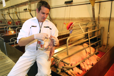 Miavit gives neonatal piglets jump-start into life