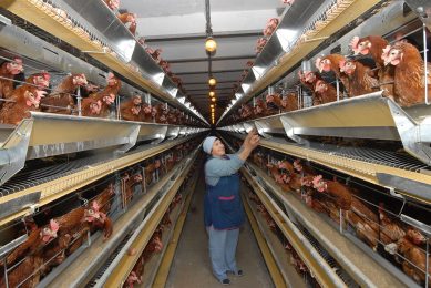 Antibiotics allow farms to boost profitability of their business up to 3-4 times. Photo: Yugopolis