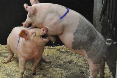 Why avoid aggression between pigs. Photo: Marianne Farish