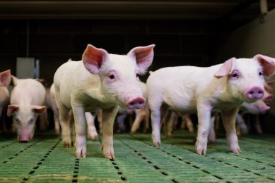 Support piglet health and reduce mortality. Photo: Shutterstock