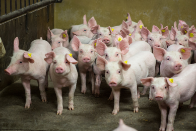 Using phytogenics to boost gut health in weaned piglets. Photo: Peter Roek