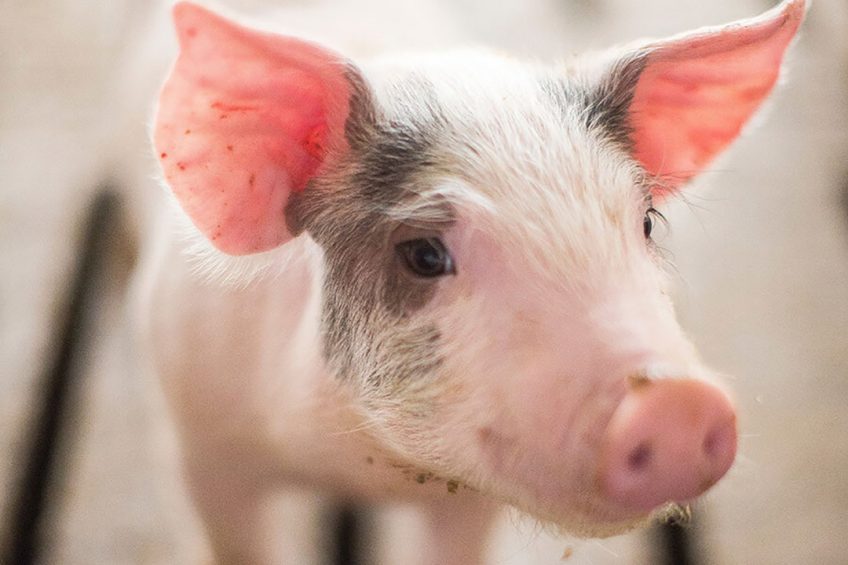The immature gut of piglets after weaning is vulnerable to invasion by disease-causing organisms. - Photo: Alltech