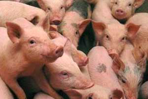 US firm to build large pig farm in Russia