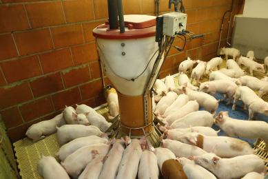 "Most of the phosphorus in rice co-products is hard for pigs to digest because it's bound to phytate," explained Hans H. Stein, a U of I professor of animal sciences. [Photo: Henk Riswick]
