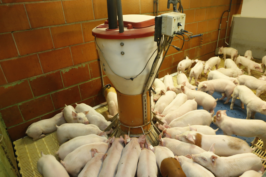 "Most of the phosphorus in rice co-products is hard for pigs to digest because it's bound to phytate," explained Hans H. Stein, a U of I professor of animal sciences. [Photo: Henk Riswick]