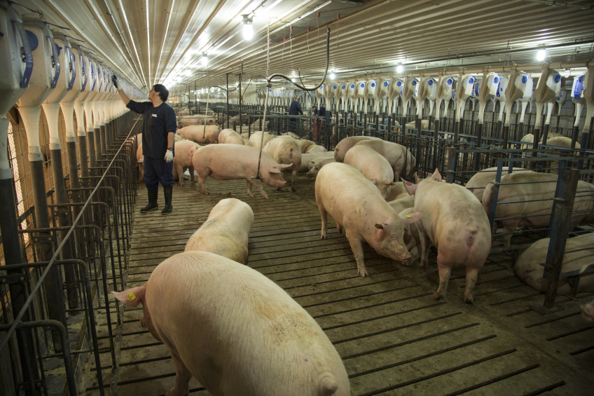 Cargill completes group housing for sows at its farms