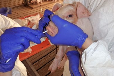 A nose swab is being taken from a piglet. In order to keep stress with the animal as low as possible, this can be done by one person as well. Photo: Dr Alex Ramirez