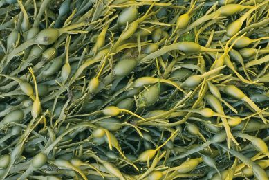 Close up of the sea weed Ascophyllum_nodosum. Photo: Prodotti Arca