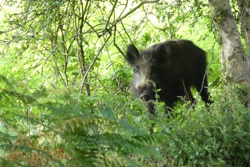 A healthy wild boar staring at a photographer in the forest. - Photo: Jan Vullings