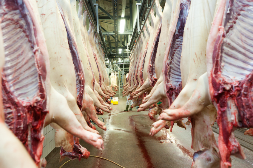 UK slaughters more pigs