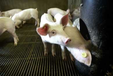Why do pigs prefer certain nutrients? Photo: Ton van de Meulenhof