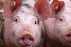 Antibiotic-resistant pigs discovered in UK