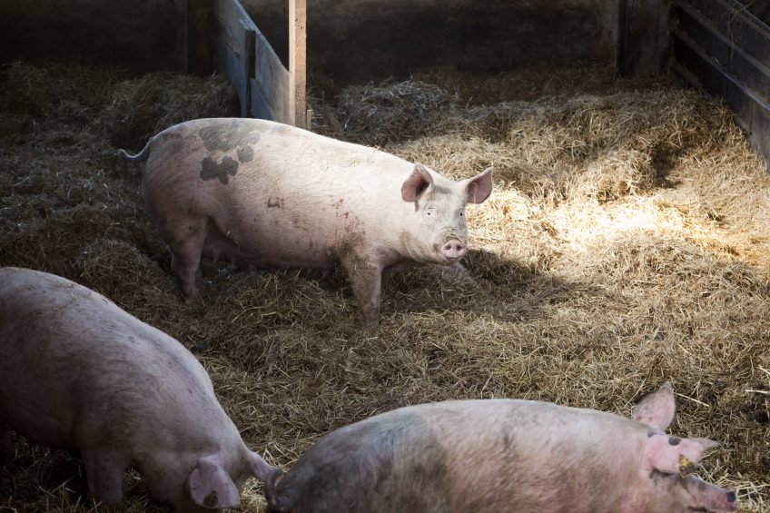 Gestating sows on an organic farm in the Netherlands. Photo: Jan Willem Schouten