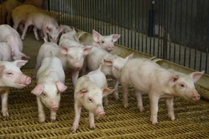 UK: Major changes in pig pricing