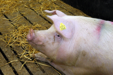 Russia lifts ban on imported pigs from Canada