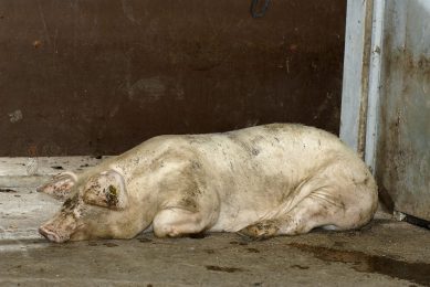 Stockpeople can benefit from protocols for pig euthanasia. Photo: Jong & Van Es