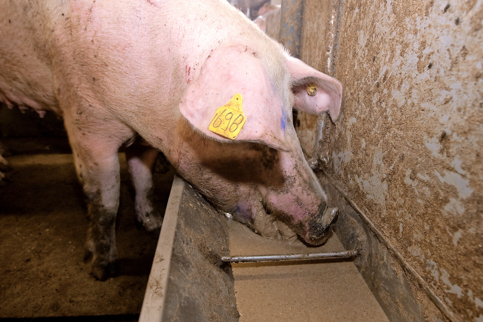 Fermented feed is the future for pigs - Pig Progress