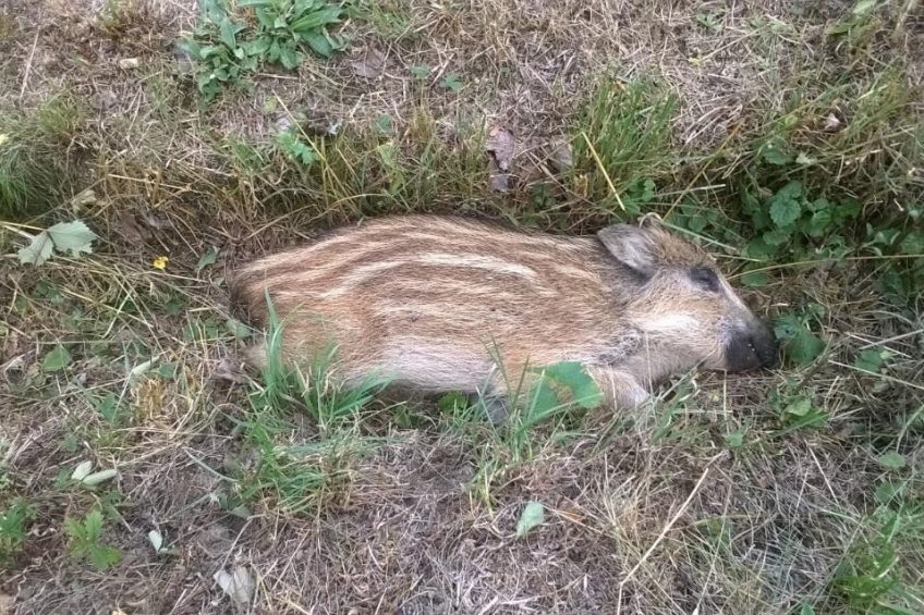 A dead wild boar that succumbed to African Swine Fever, as found this year in the Czech Republic. Photo: Petr Satran, Czech State Veterinary Administration