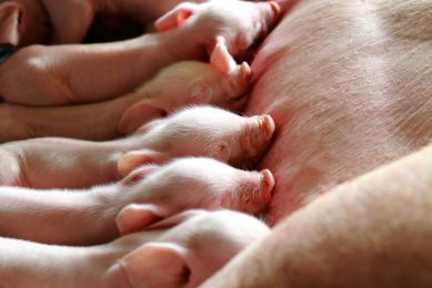 Trials have shown that supplying sows with an appetite stimulant can improve piglet litter uniformity.