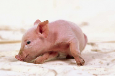 Colostrum and cross-fostering benefit small piglets