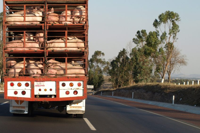 OK to pork exports as US declares Mexico free of CSF. Photo: Shutterstock