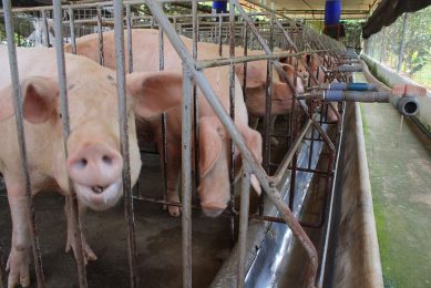 Gestating sows in a farm in southern Vietnam s Dong Nai province. Photo: Vincent ter Beek