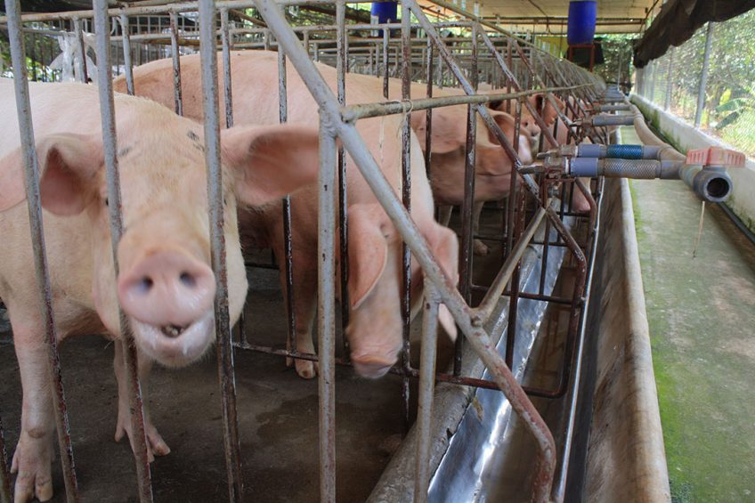 Gestating sows in a farm in southern Vietnam s Dong Nai province. Photo: Vincent ter Beek