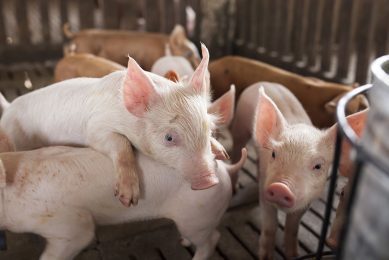 In order to reduce the effect of E. coli in weaner pigs, a combination of strategies is recommended.Photo: Framelco