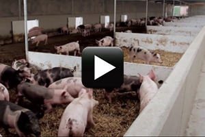 Video: Happy pigs at an ultra-modern organic farm