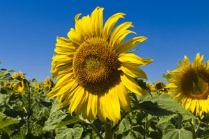 Sunflowers are a source of vitamin E.