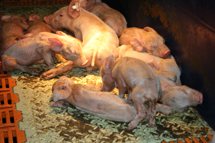 Piglets with PEDv huddling together. <em>Photo: Andrea Ladinig, University Clinic for Swine</em>