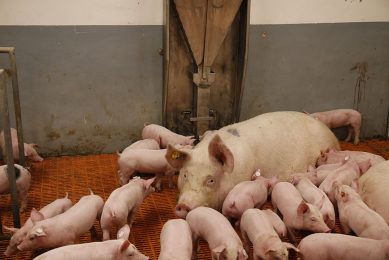 A sow in a loose housing system in Germany, where piglets can even access neighbouring pens. - Photo: Hans Prinsen